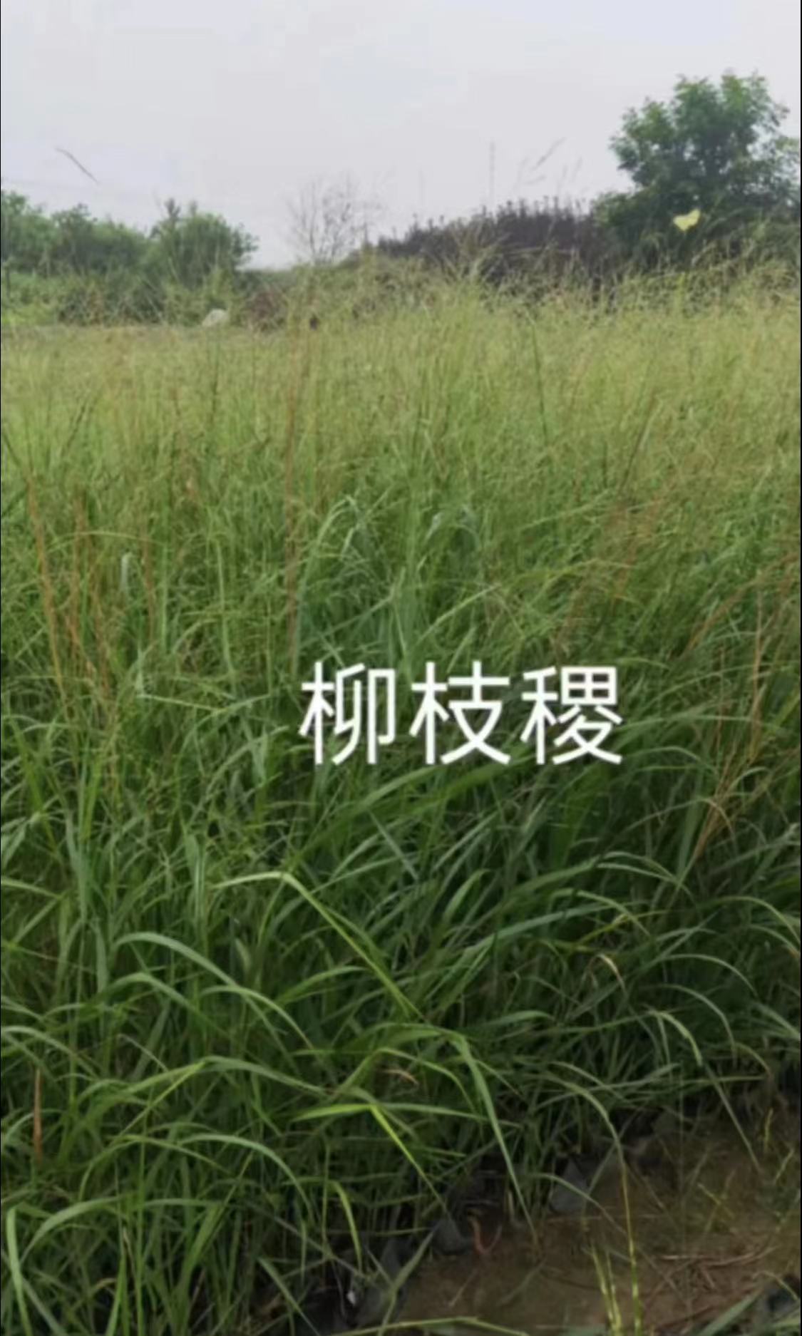 觀賞草8