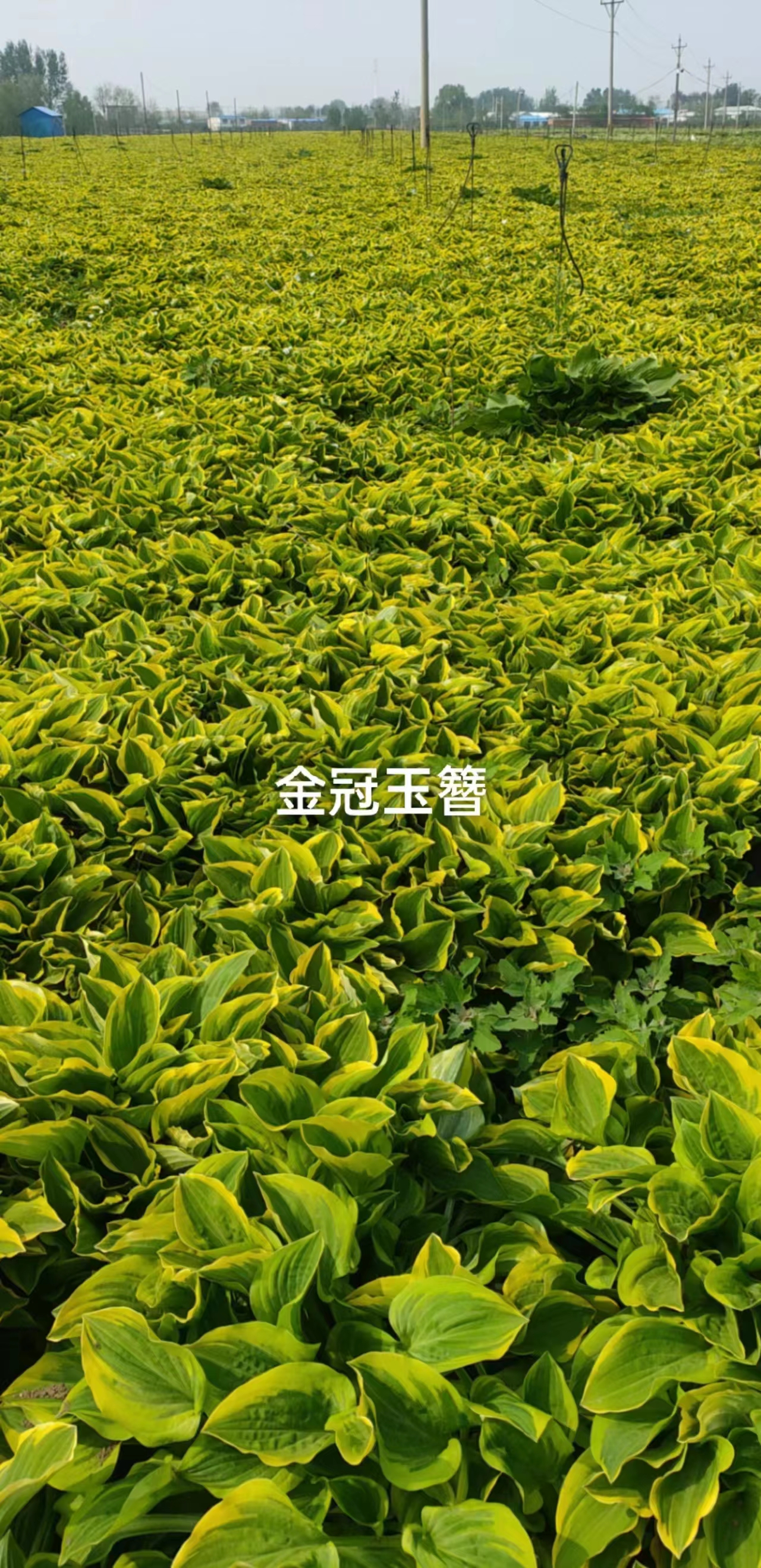 宿根花卉19