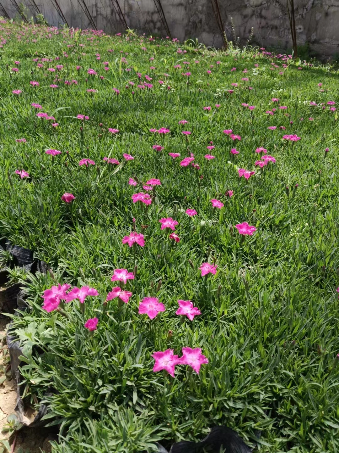 宿根花卉24