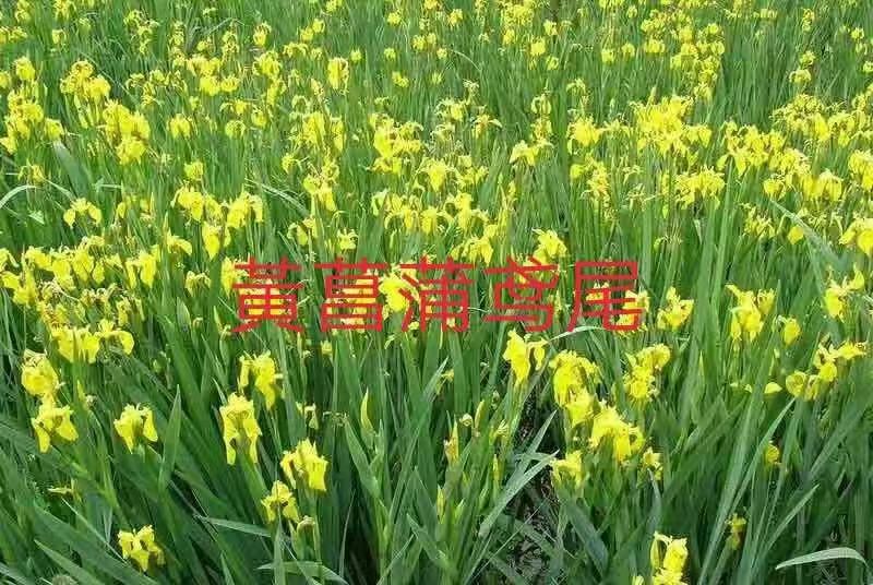 宿根花卉15