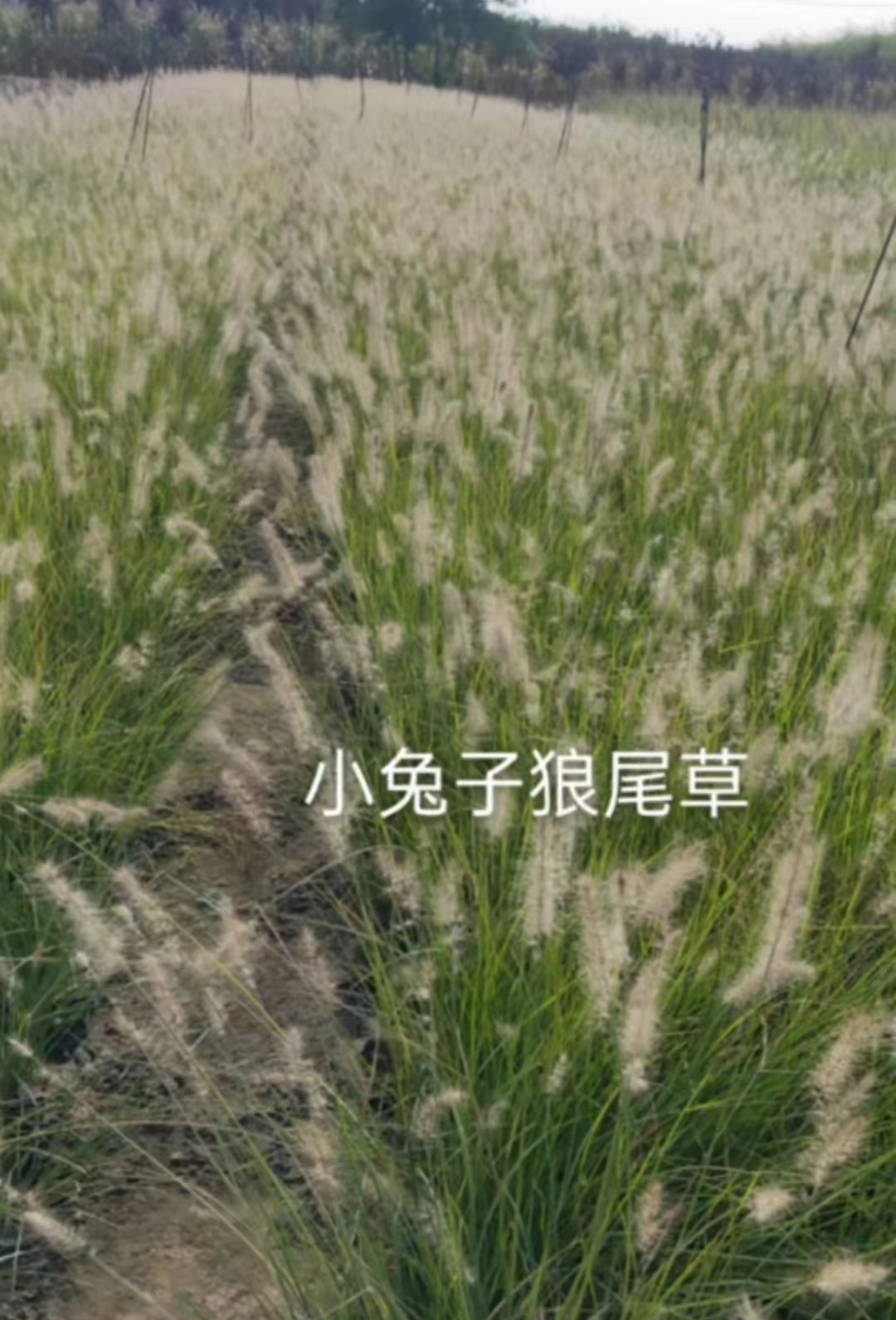 觀賞草3