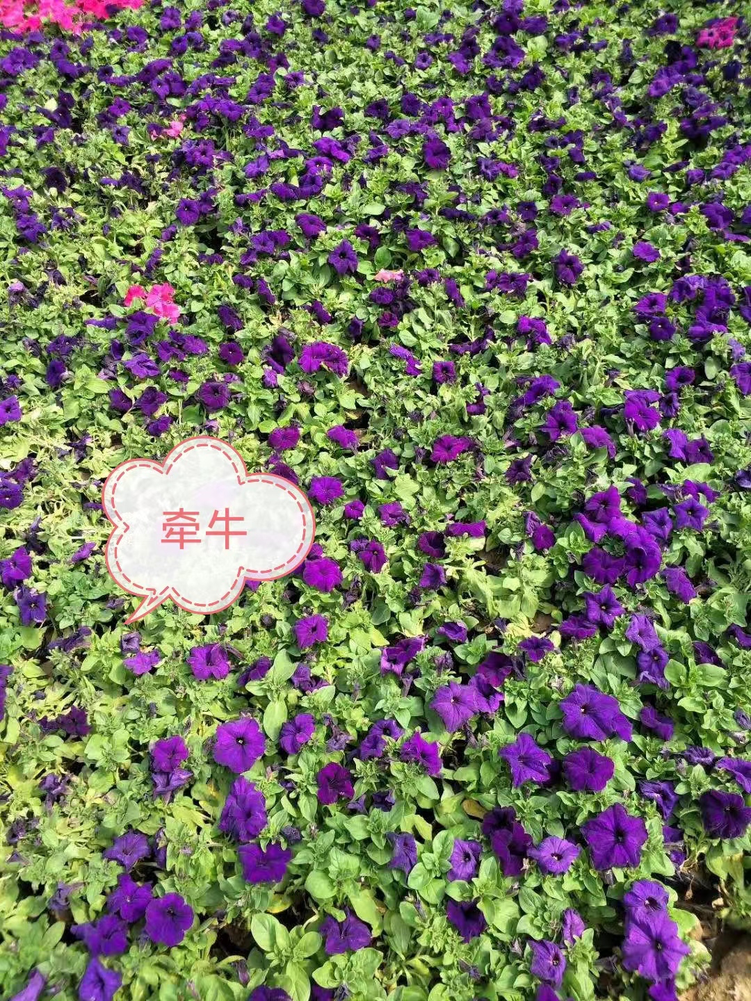 牽牛（紫）