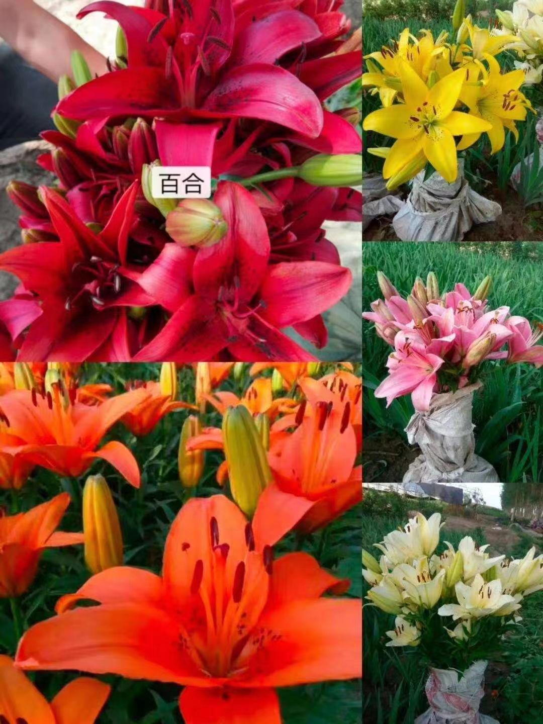宿根花卉27