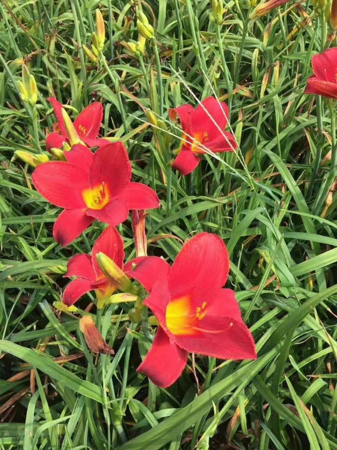 宿根花卉17