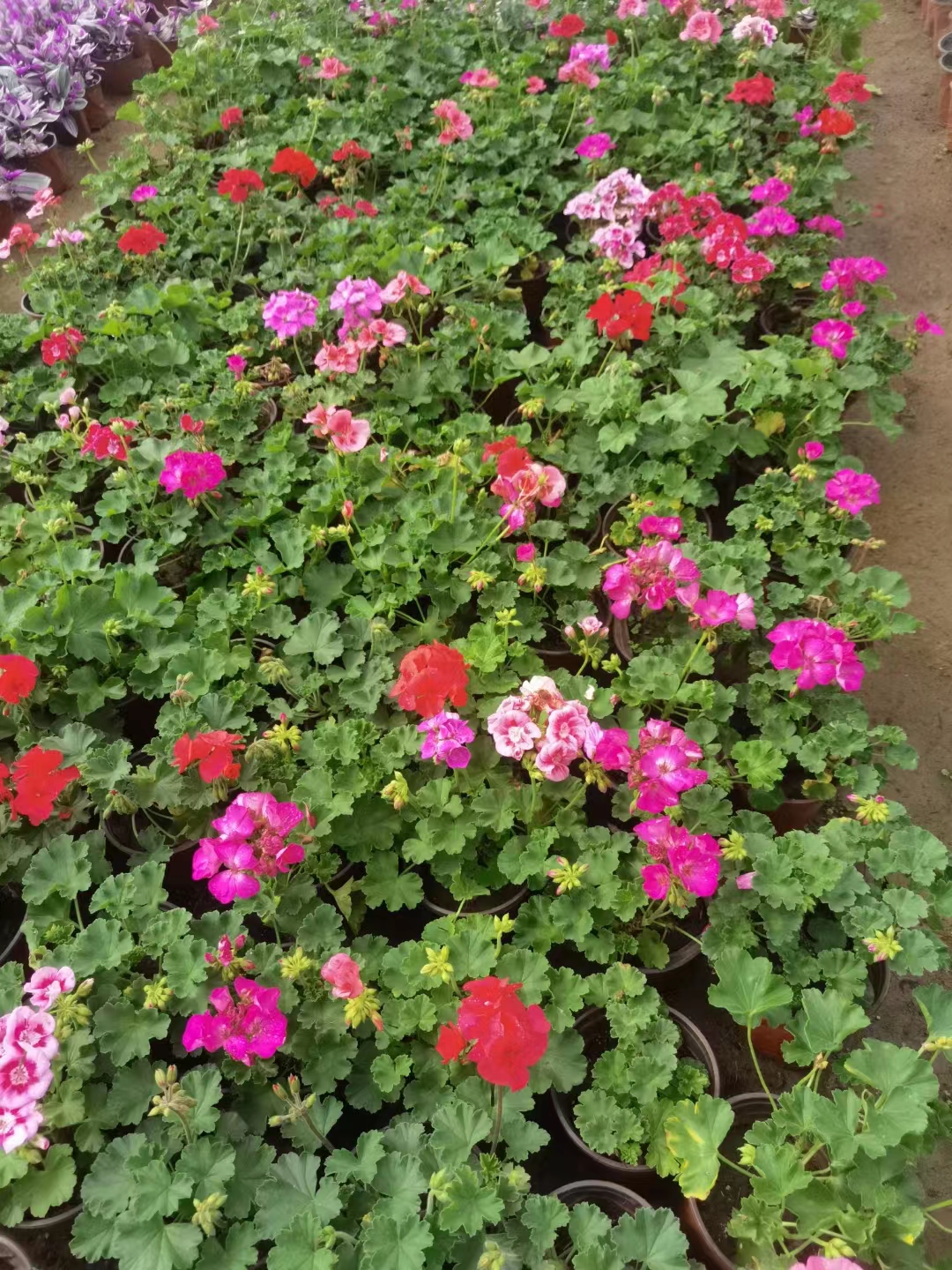 應(yīng)季草花12