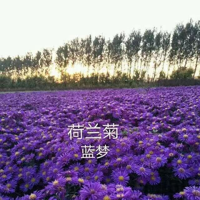 宿根花卉18