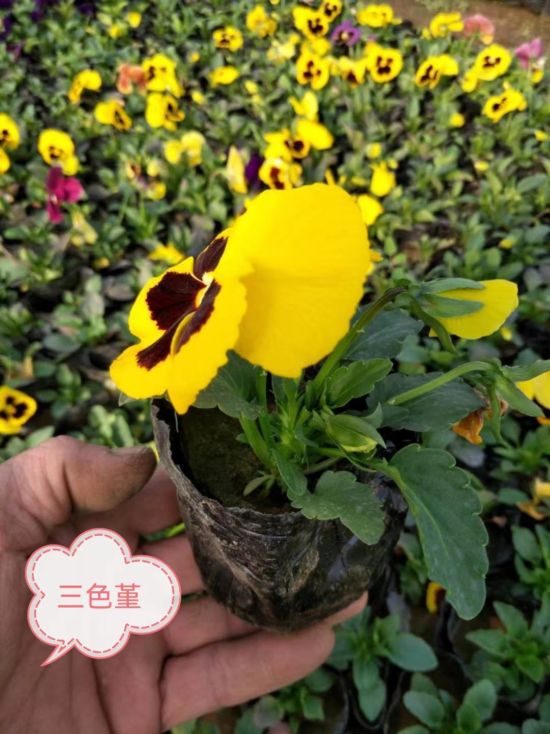 三色堇