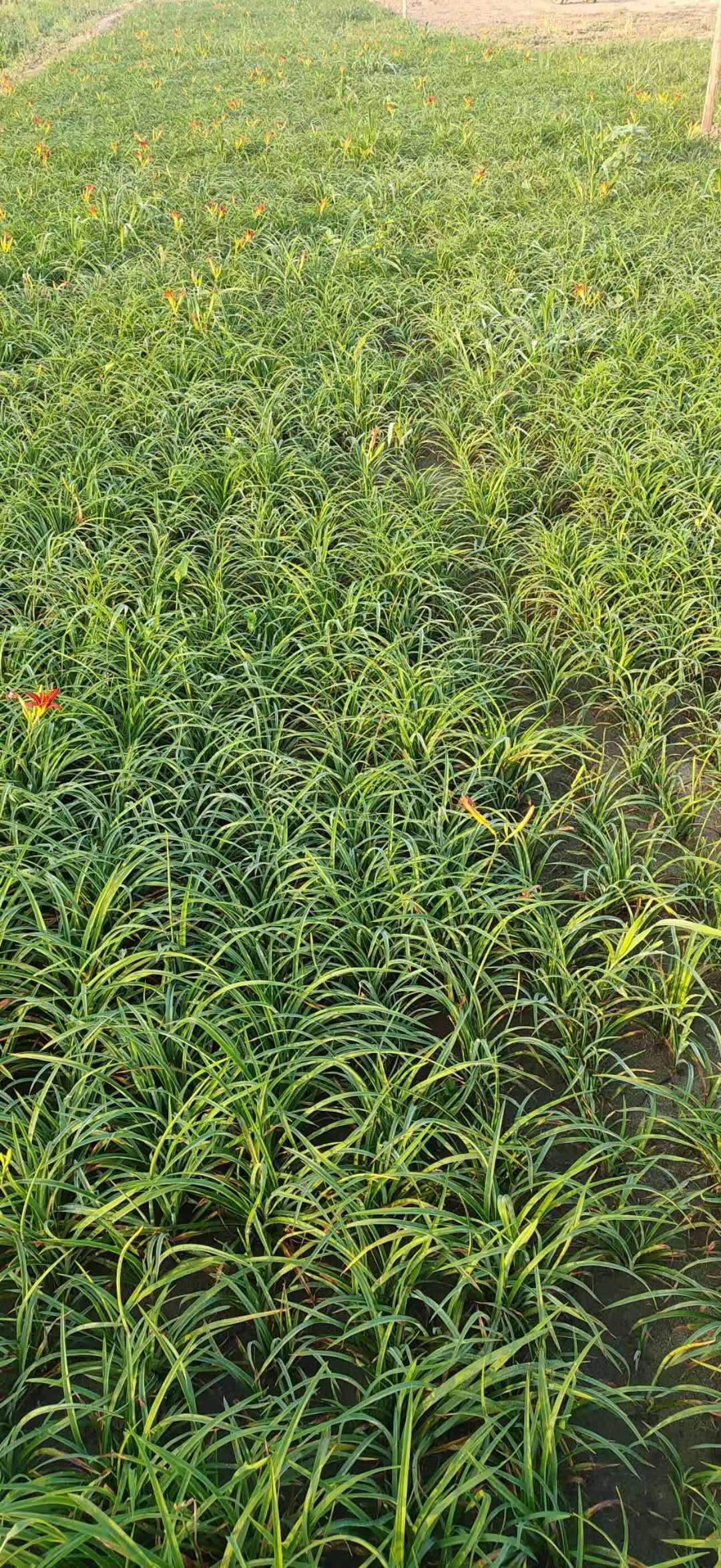 宿根花卉8