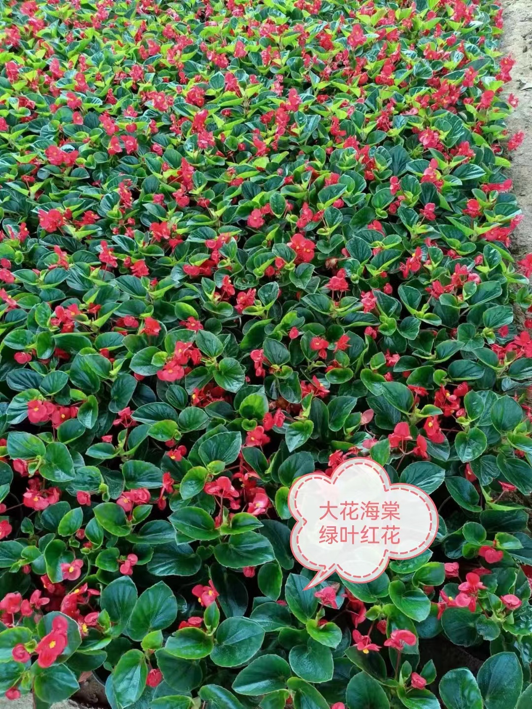 大花 海棠