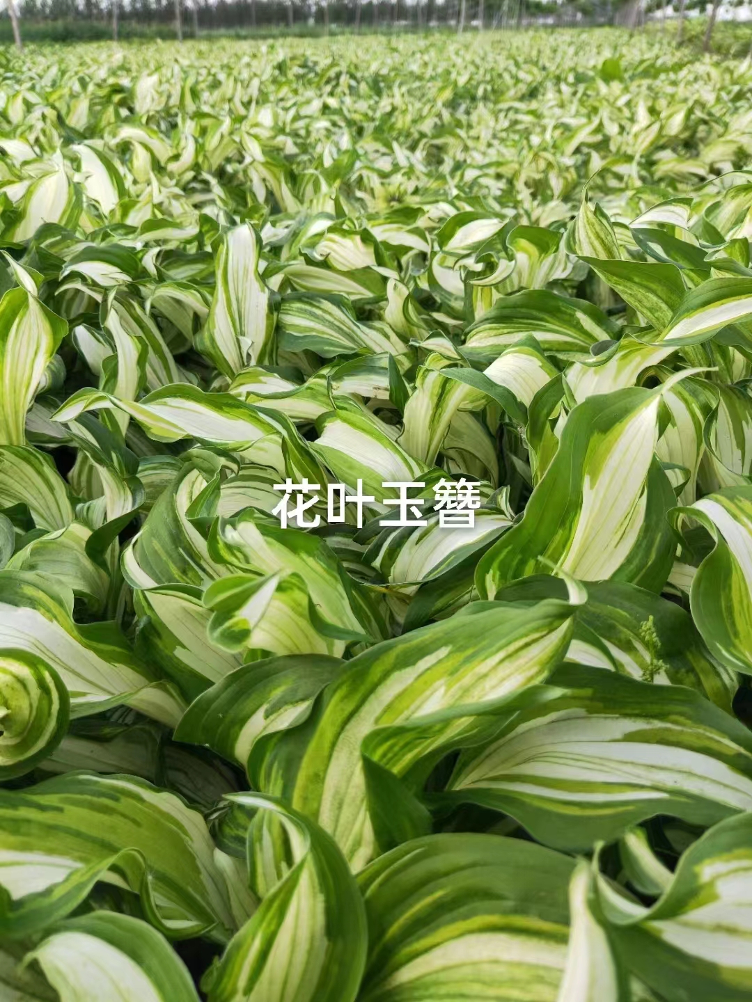 宿根花卉20