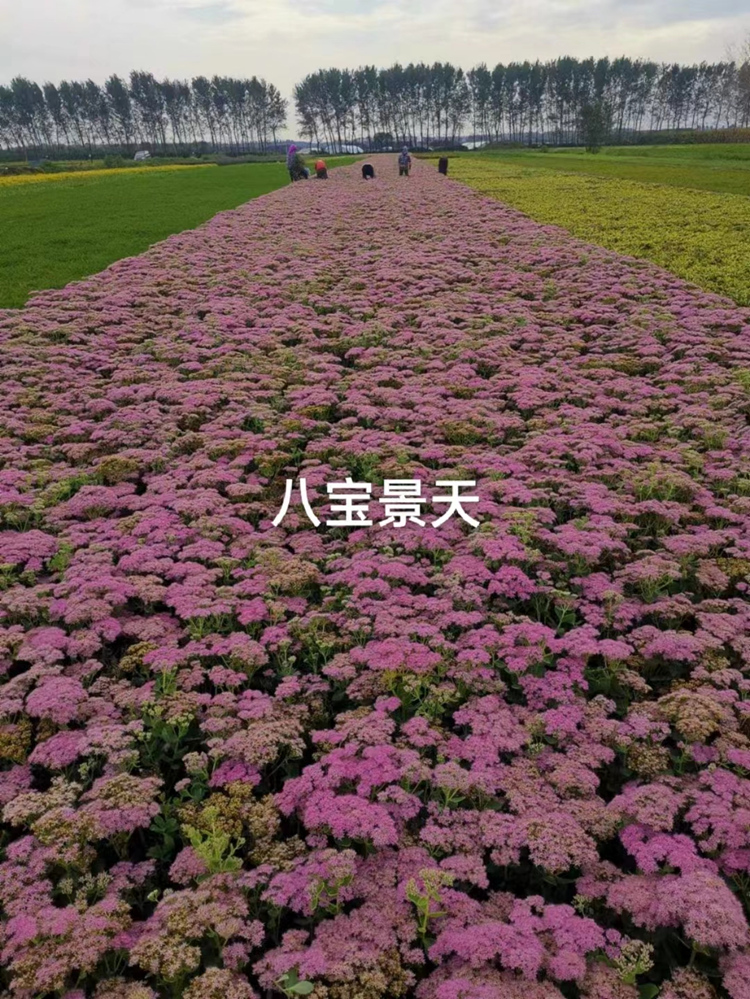 宿根花卉21