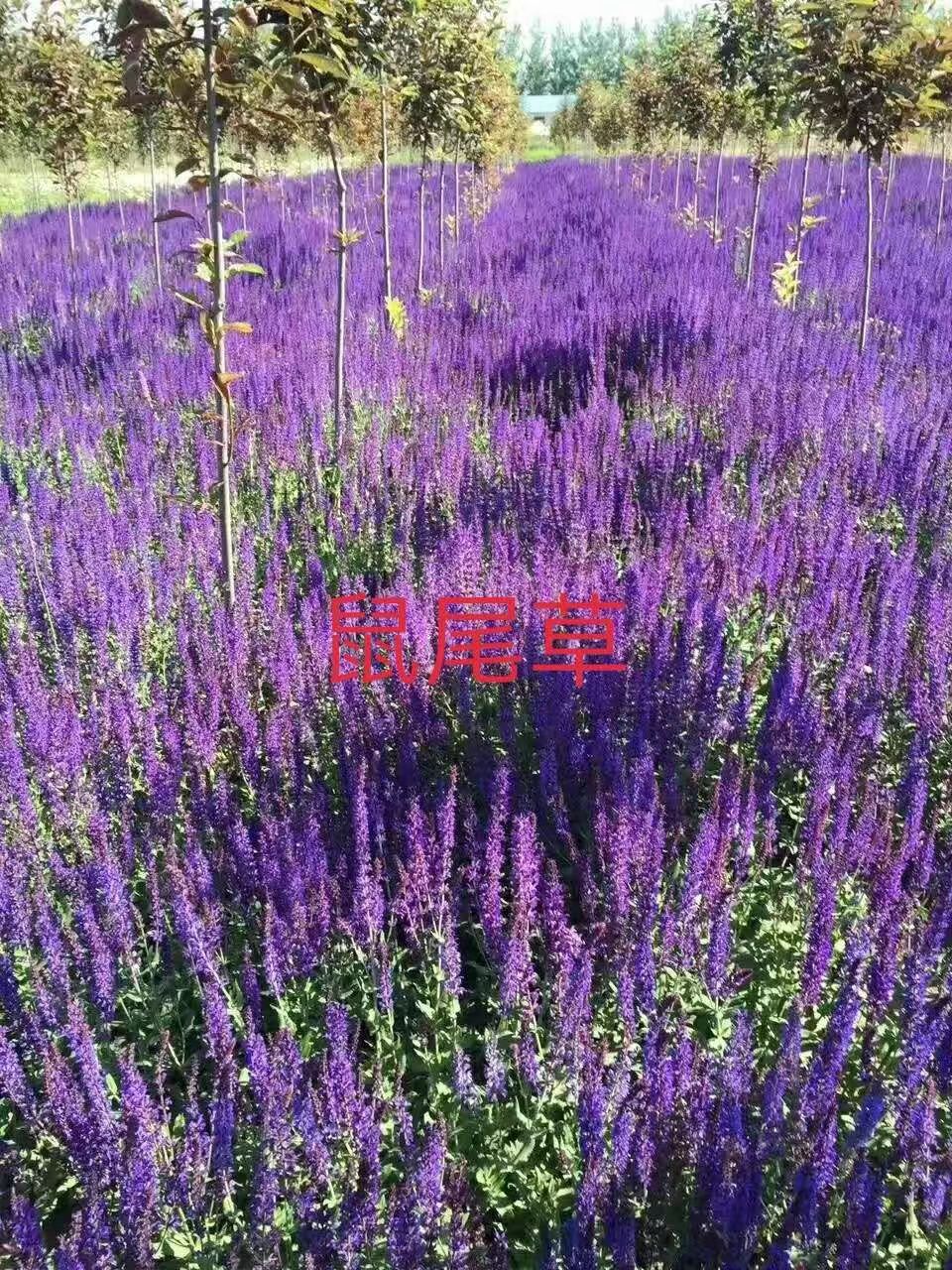 宿根花卉28