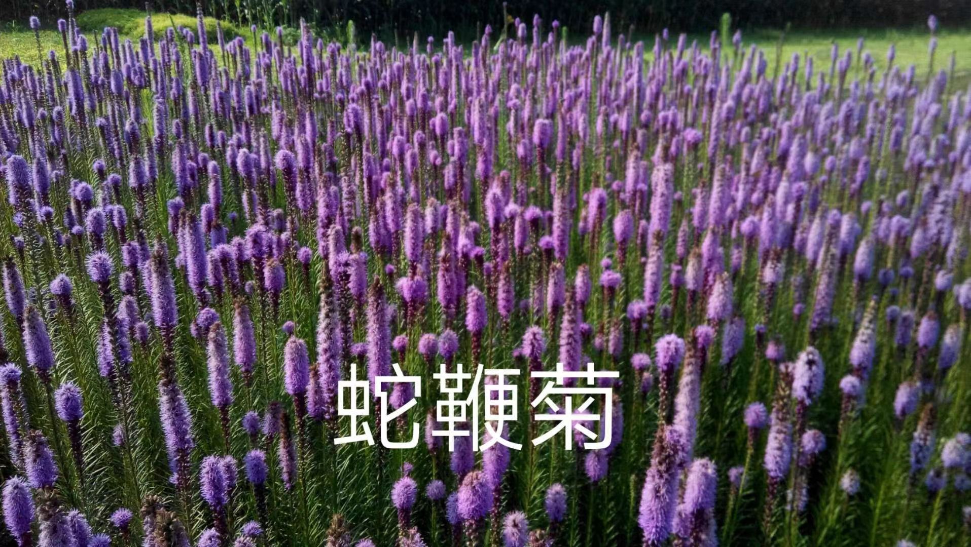 宿根花卉5