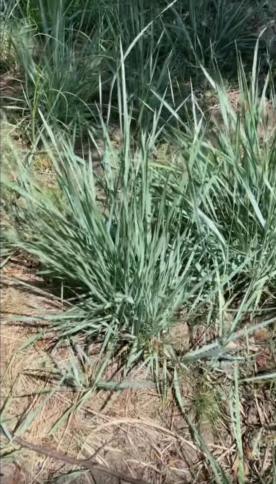 觀賞草5