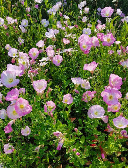 宿根花卉1