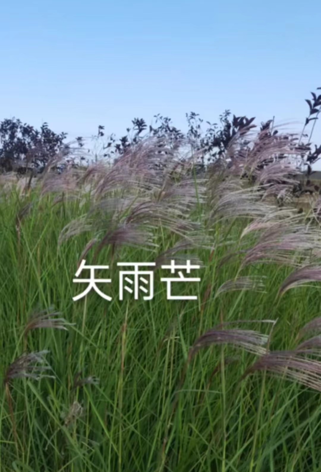 觀賞草4