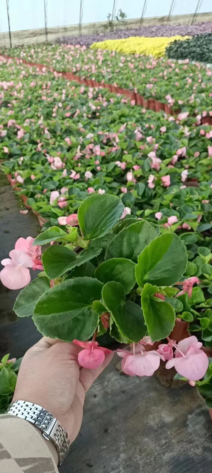 應(yīng)季草花13