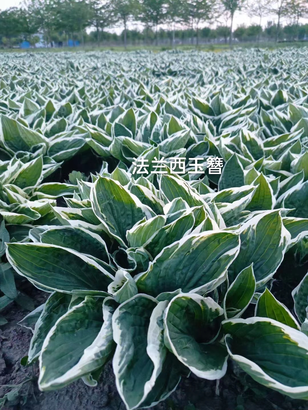宿根花卉6