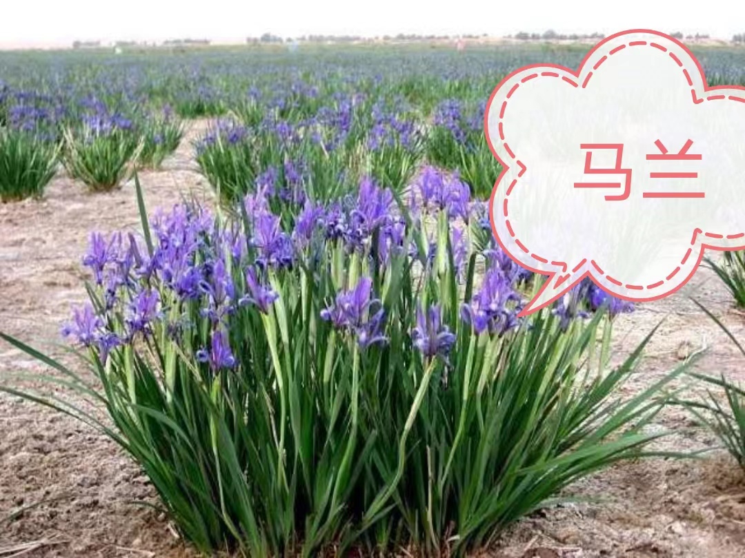 宿根花卉14