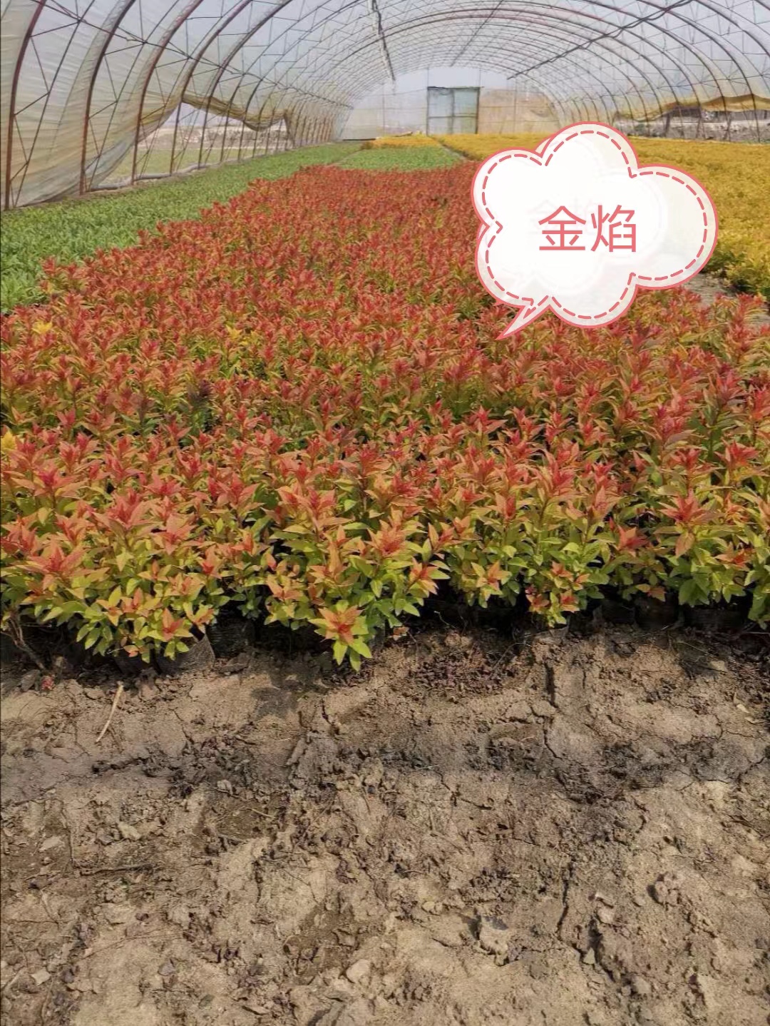 宿根花卉12
