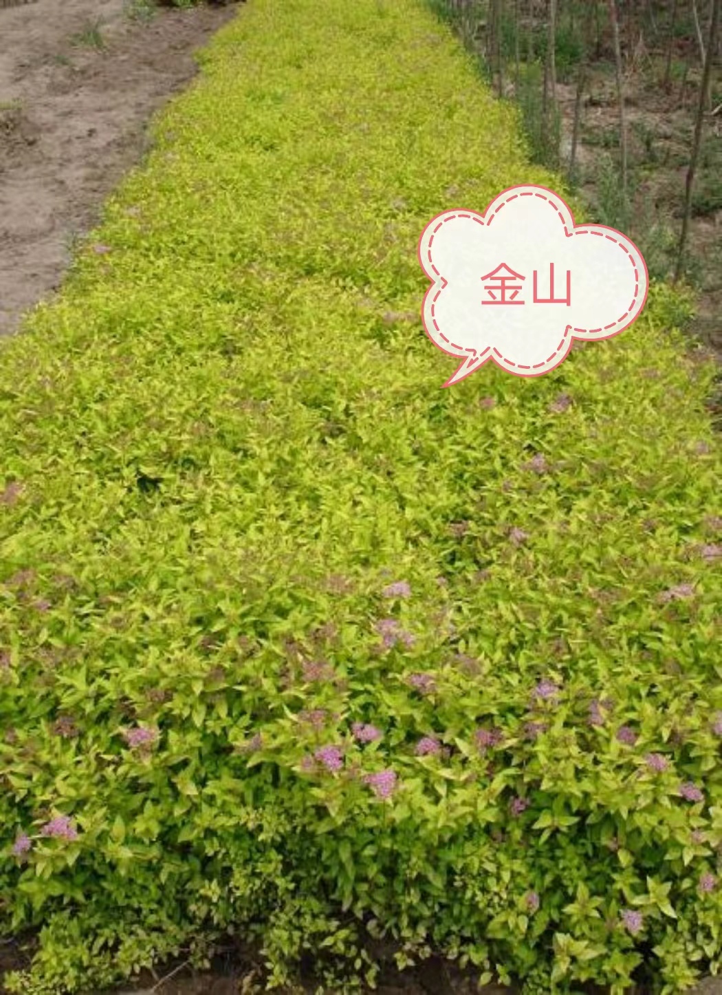 宿根花卉13