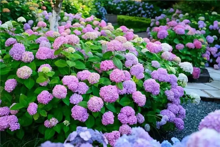 應季草花1