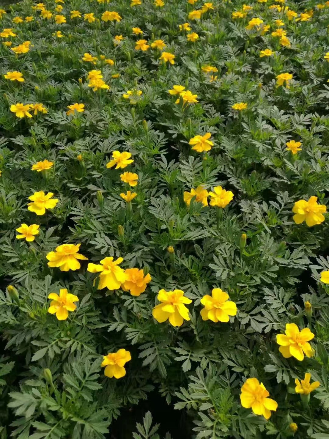 應季草花4